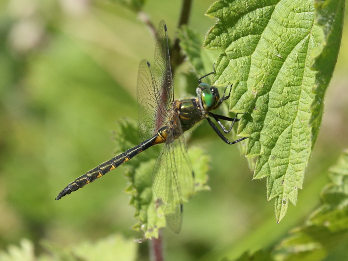 Somatochlora flavomaculata (Yellow-spotted Emerald) male 1.JPG